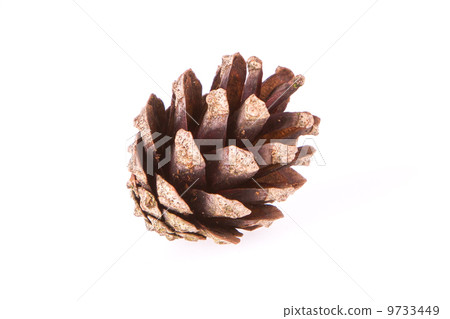 A pine cone 9733449