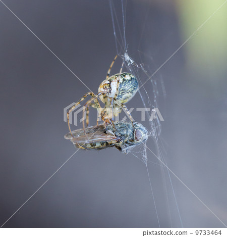 Small spider eating the fly 9733464
