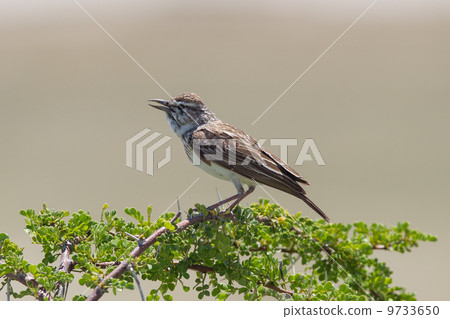 Small bird perched on a dry branch in Etosha Small bird perched on a dry branch in Etosha 9733650