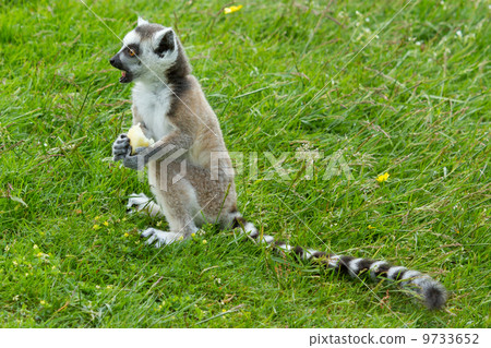 Ring-tailed lemur eating fruit Ring-tailed lemur eating fruit 9733652
