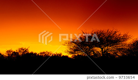 Picturesque tree and bushes silhouette over sunset Picturesque tree and bushes silhouette over sunset 9733654