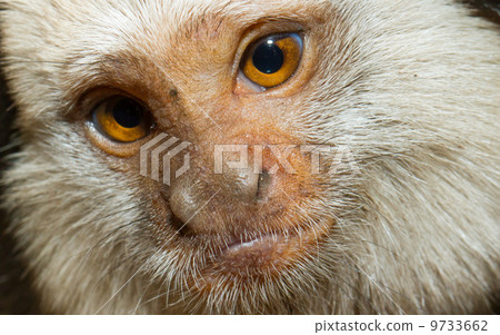 Four Geoffroy's Tufted-eared Marmoset 9733662