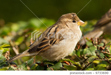 Sparrow with tick Sparrow with tick 9733690