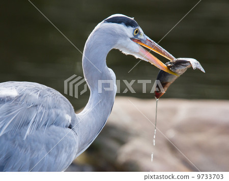 Great blue heron spears a fish Great blue heron spears a fish 9733703