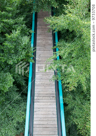 Green pathway through the trees Green pathway through the trees 9733708