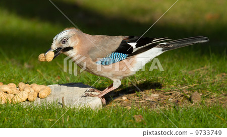A Jay bird (Garrulus glandarius) A Jay bird (Garrulus glandarius) 9733749