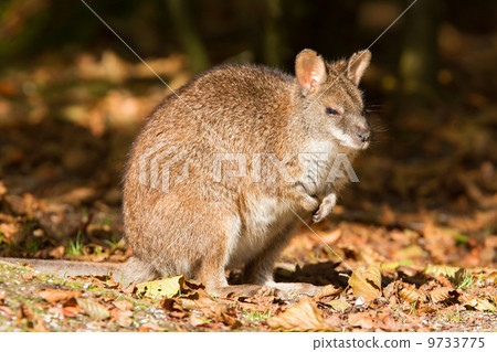 Close-up of a parma wallaby Close-up of a parma wallaby 9733775