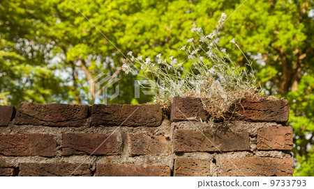 Plant little tree on old red bricks wall background 9733793