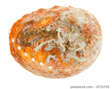 Marine sea shell in a studio setting 9733795