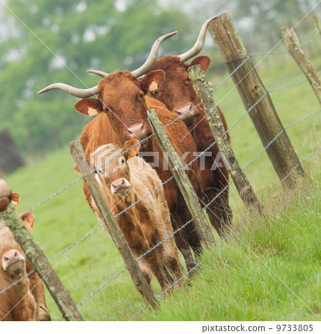 Red Angus steer in a field Red Angus steer in a field 9733805