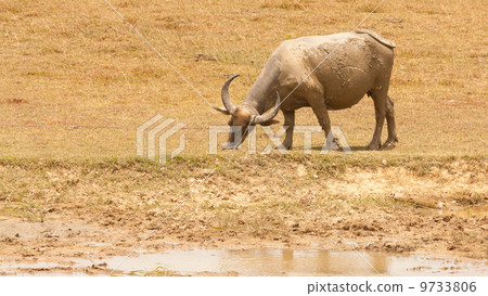 Large water buffalo grazing Large water buffalo grazing 9733806