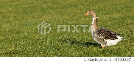 A goose A goose 9733807