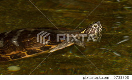 A European pond terrapin A European pond terrapin 9733808