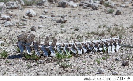 Spine of a wild beast lying on the ground in Etosha national par Spine of a wild beast lying on the ground in Etosha national par 9733809