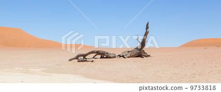 Dead acacia trees and red dunes of Namib desert Dead acacia trees and red dunes of Namib desert 9733818