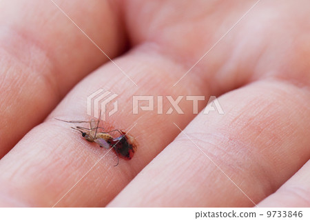 Dead mosquito with blood 9733846