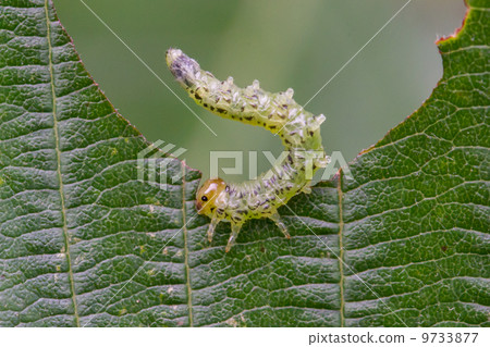Small caterpillar eating a green leaf 9733877