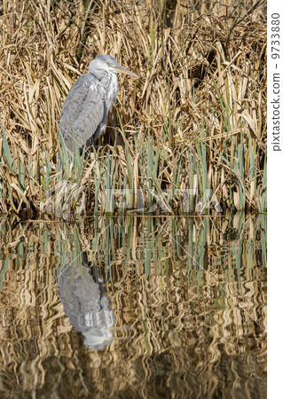 Great blue heron waiting Great blue heron waiting 9733880