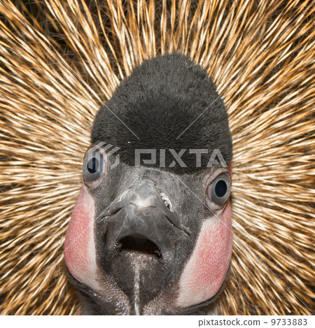 A crowned crane 9733883