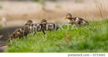 Small ducklings outdoor on green grass Small ducklings outdoor on green grass 9733891