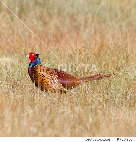 A common Pheasant A common Pheasant 9733893