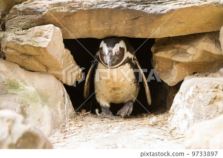 African penguins African penguins 9733897
