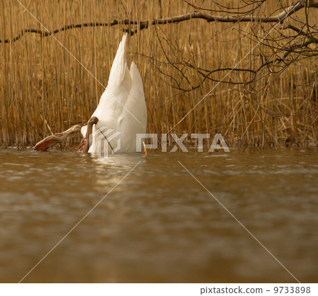 An eating swan An eating swan 9733898