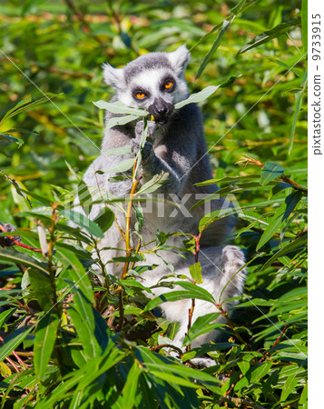 Ring-tailed lemur (Lemur catta) 9733915
