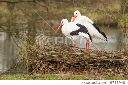 Pair of storks 9733940