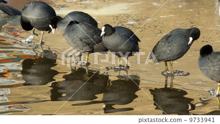 A row common coots 9733941