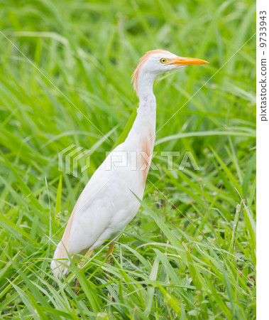 Cattle egret (Bubulcus ibis) 9733943