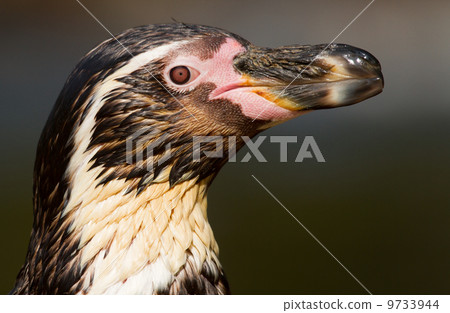 A Humboldt penguin 9733944