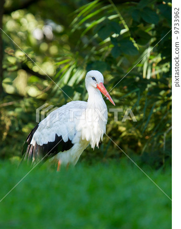 Stork in its natural habitat 9733962