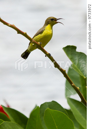 Olive Backed Sunbird - Female Olive Backed Sunbird - Female 9733972