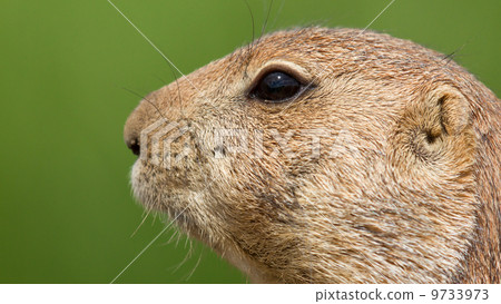 Prairie dog 9733973