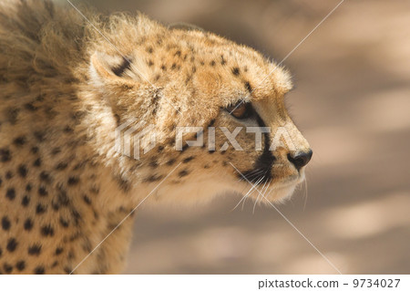 CLose-up of a wild cheetah CLose-up of a wild cheetah 9734027