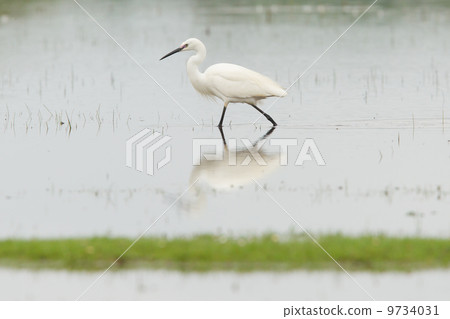 Egretta garzetta or small white heron 9734031