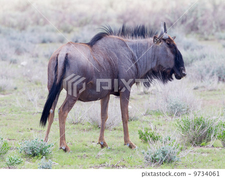 Wildebeest walking the plains of Etosha National Park 9734061