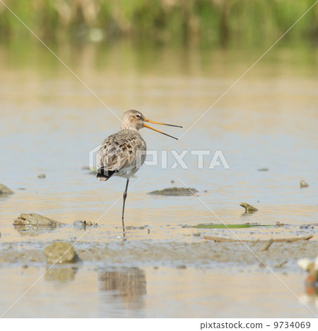 Black tailed Godwit in the water Black tailed Godwit in the water 9734069