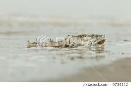 Decomposing dead fish carcass 9734112