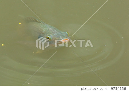Fish is swimming in a lake 9734136