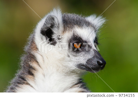 Close-up of a ring-tailed lemur Close-up of a ring-tailed lemur 9734155