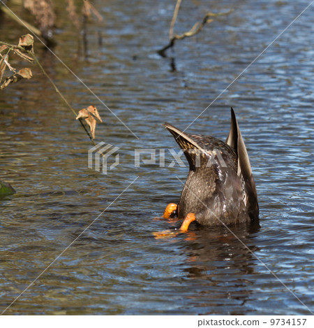 A duck is eating A duck is eating 9734157