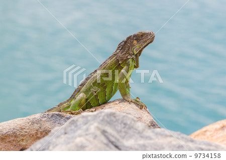 Green Iguana (Iguana iguana) sitting on rocks Green Iguana (Iguana iguana) sitting on rocks 9734158