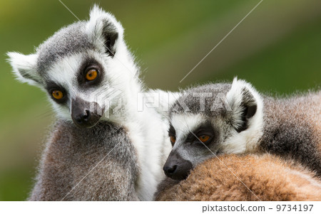 Two ring-tailed lemurs (Lemur catta) Two ring-tailed lemurs (Lemur catta) 9734197
