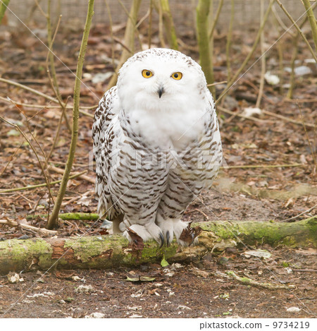 Snow owl with large claws Snow owl with large claws 9734219
