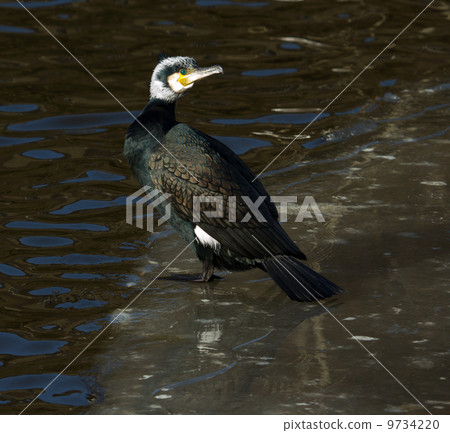 A cormorant A cormorant 9734220