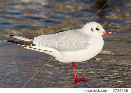 A black-headed gull A black-headed gull 9734266