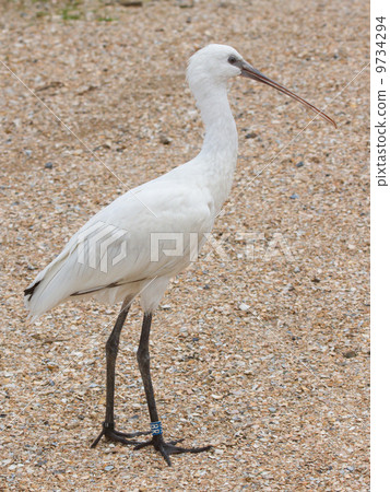 Spoonbill in it's natural habitat Spoonbill in it's natural habitat 9734294