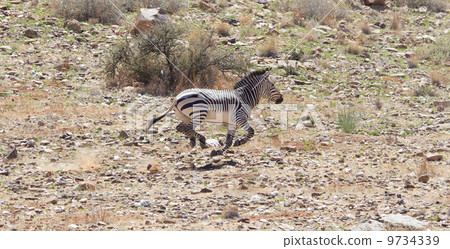 Frightened zebra running and leaving a dust trail 9734339